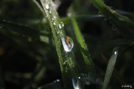 Matin d'hiver